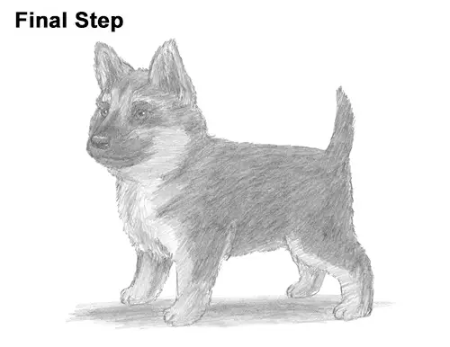 How to Draw a Cute German Shepherd Puppy Dog