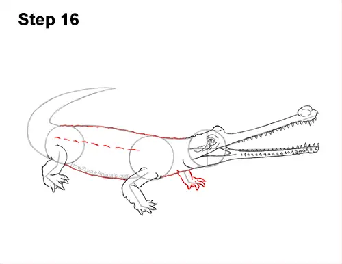 How to Draw a Gharial Gavial Crocodile 16