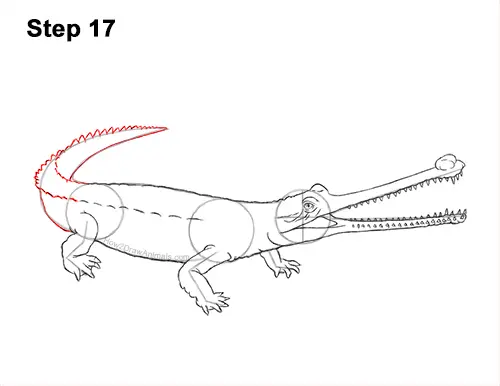 How to Draw a Gharial Gavial Crocodile 17
