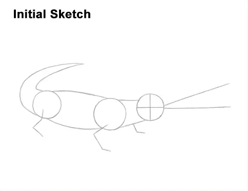 How to Draw a Gharial Gavial Crocodile Guides Lines