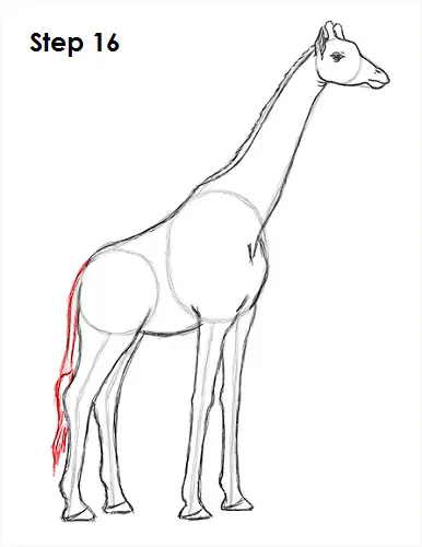 Draw Giraffe 16