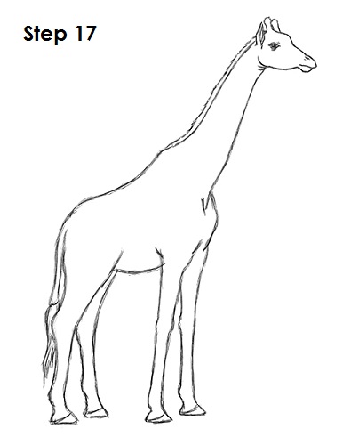 Simple giraffe to practice :) : r/drawing