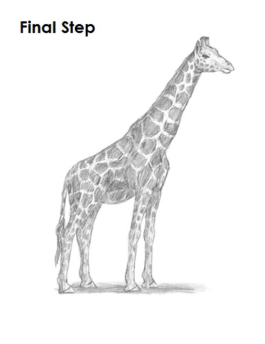 Draw Giraffe Final