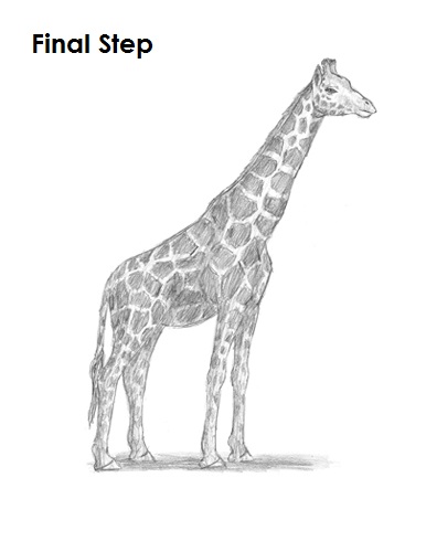 Giraffe Pencil Drawing Print – Studio Q - Art by Nicky Quartermaine Scott