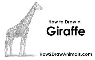 how to draw a giraffe step by step
