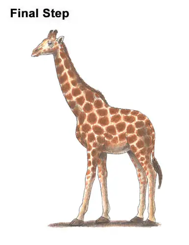 How to Draw a Reticulated Giraffe Side Color