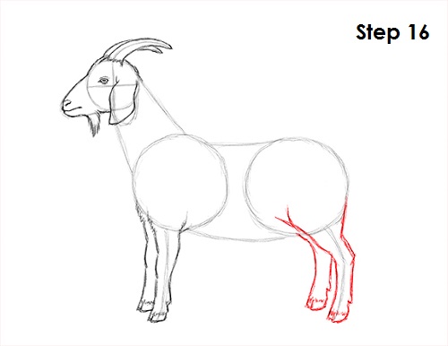 3300 Goat Sketch Stock Photos Pictures  RoyaltyFree Images  iStock  Goat  drawing Goat art