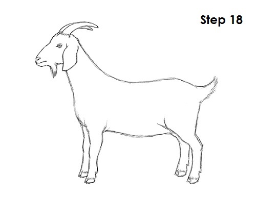 Draw Goat 18