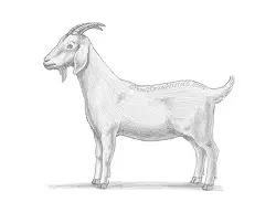 How to Draw a Goat Side View