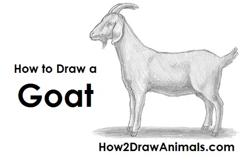 Draw Goat