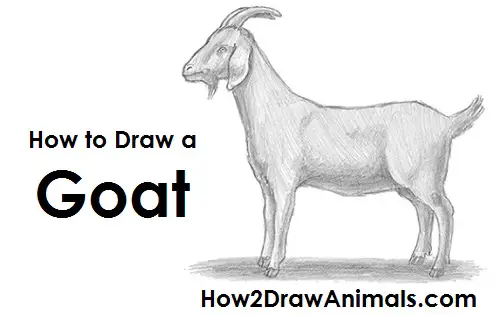 Learn How to Draw a Wild Goat Wild Animals Step by Step  Drawing  Tutorials