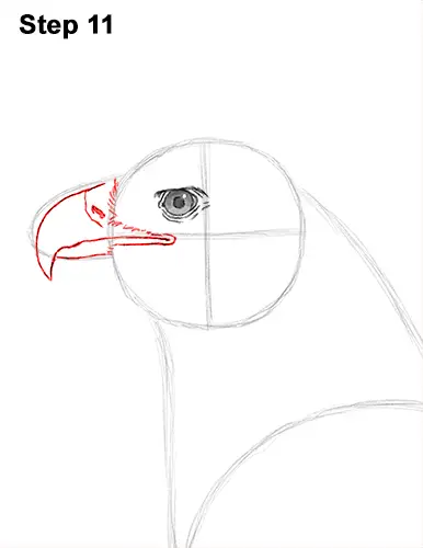 Draw Golden Eagle Bird 11