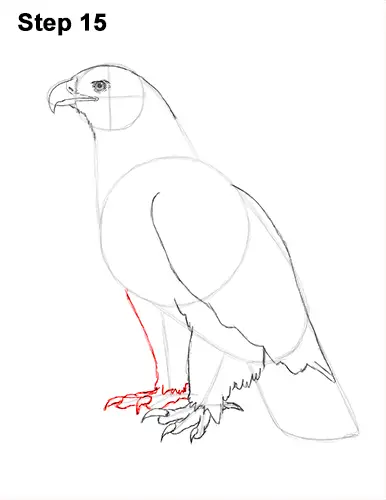 How to Draw a Golden Eagle