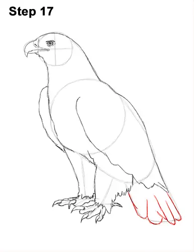 Draw Golden Eagle Bird 17