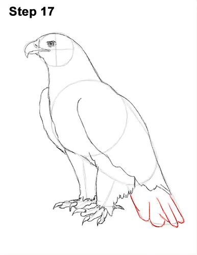 Detailed drawing of fierce eagle perched on branch png download - 3440*3632  - Free Transparent Bird png Download. - CleanPNG / KissPNG