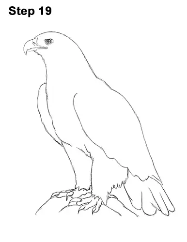 How to Draw a Harpy Eagle