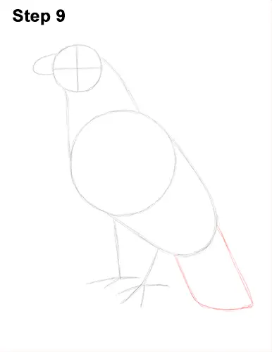 Draw Golden Eagle Bird 9