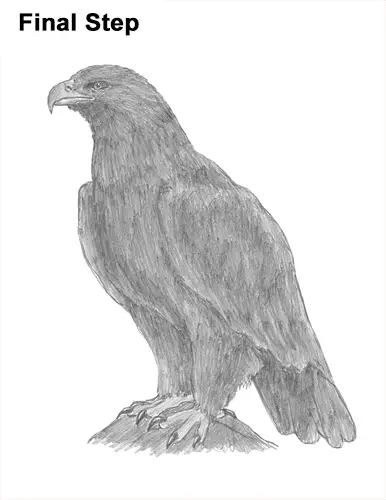 Draw Golden Eagle Bird