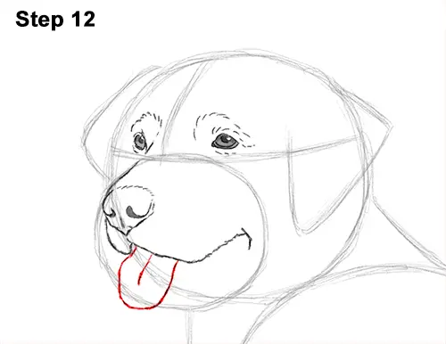 How to Draw a Golden Retriever Dog 12