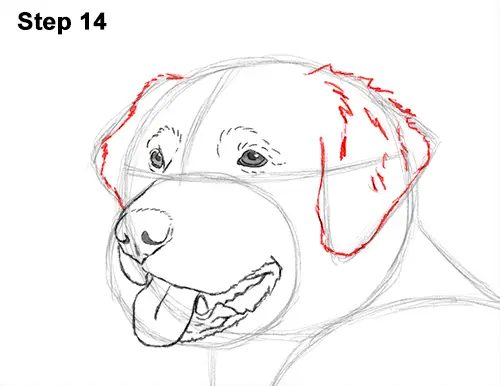 How to Draw a Golden Retriever Dog 14