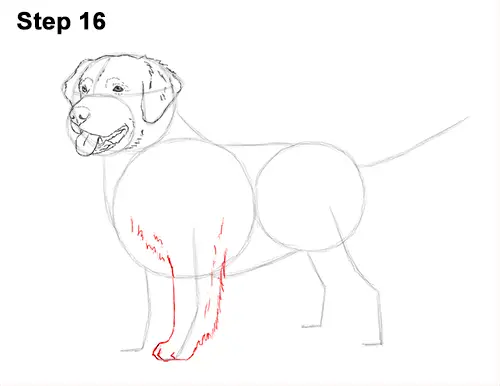 How to Draw a Golden Retriever Dog 16