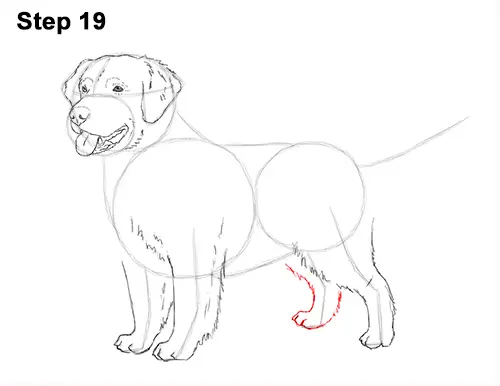 How to Draw a Golden Retriever Dog 19