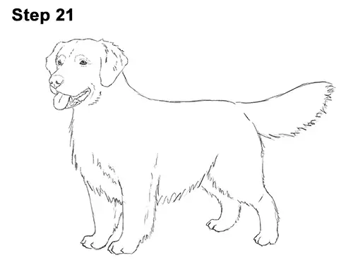 How to Draw a Golden Retriever Dog 21