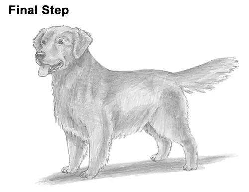 How to Draw a Dog (Golden Retriever)