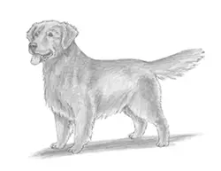 How to Draw a Golden Retriever Dog