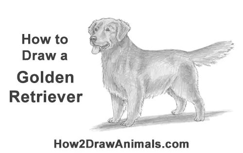 Golden retriever hot sale drawing easy