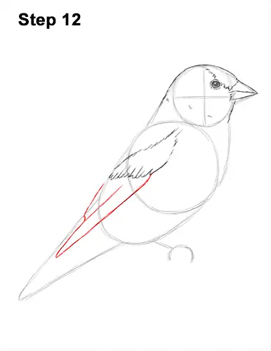 Draw American Goldfinch Bird 12