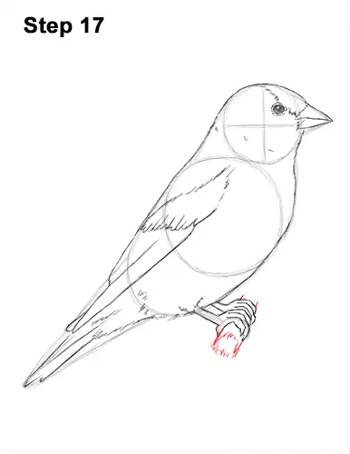 Draw American Goldfinch Bird 17