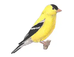 How to Draw an American Goldfinch