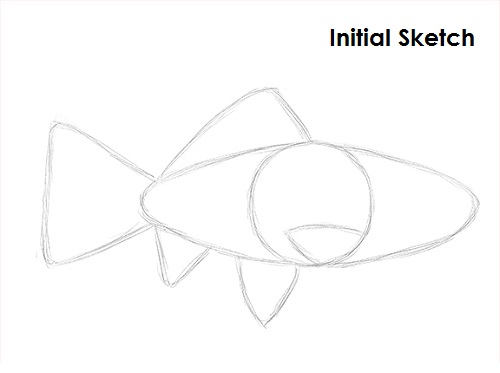 Draw Goldfish Sketch