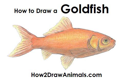 How to Draw a Goldfish - Step-by-Step Pet Fish Sketch