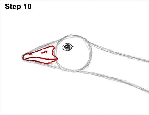 How to Draw Canadian Goose Flying Wings 10