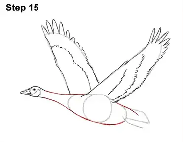 How To Draw A Canada Goose