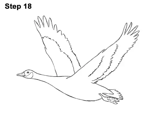 How to Draw Canadian Goose Flying Wings 18