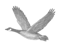 How to Draw a Canada Goose Flying