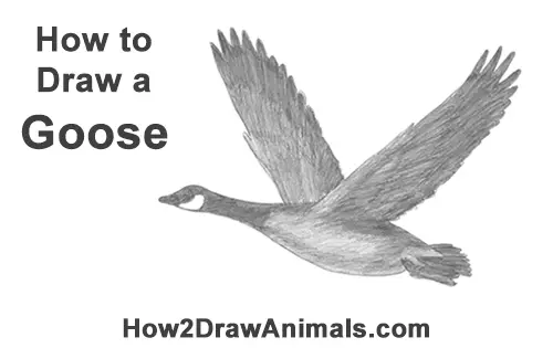 How to Draw Canadian Goose Flying Wings