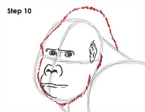 Draw Gorilla 10