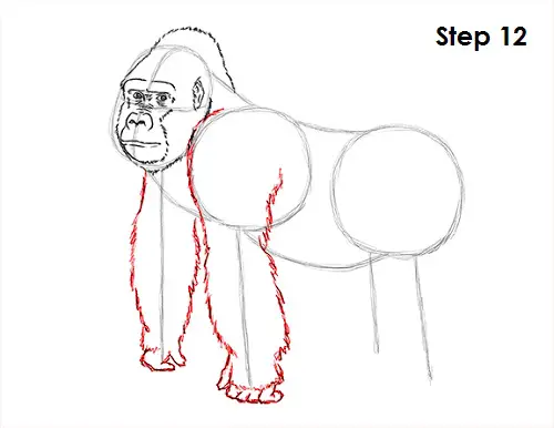 Draw Gorilla 12