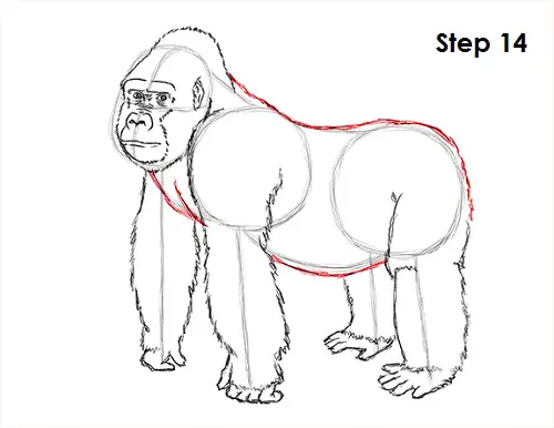 Draw Gorilla 14