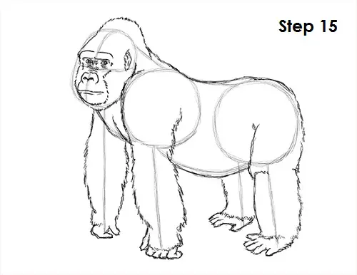 Draw Gorilla 15