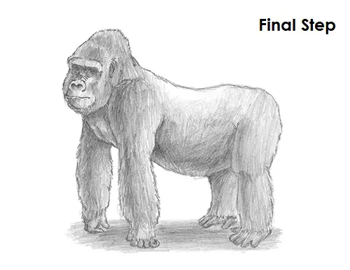 gorilla drawing tutorial