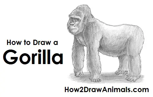 Draw Gorilla