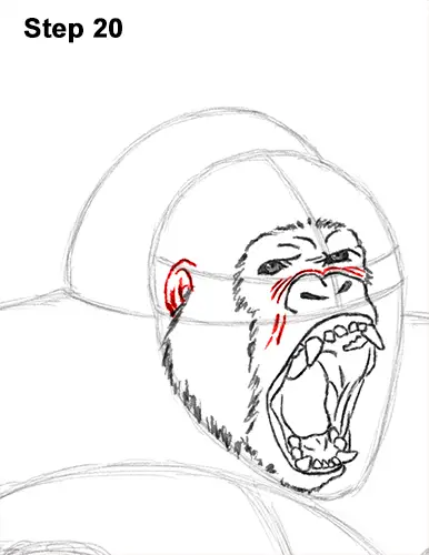 Draw Gorilla Silverback Aggressive 20