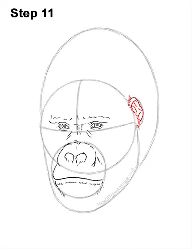 How to Draw a Gorilla (Head Detail) VIDEO & Step-by-Step Pictures