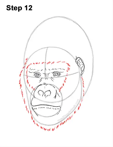 How to Draw a Gorilla (Head Detail) VIDEO & Step-by-Step Pictures