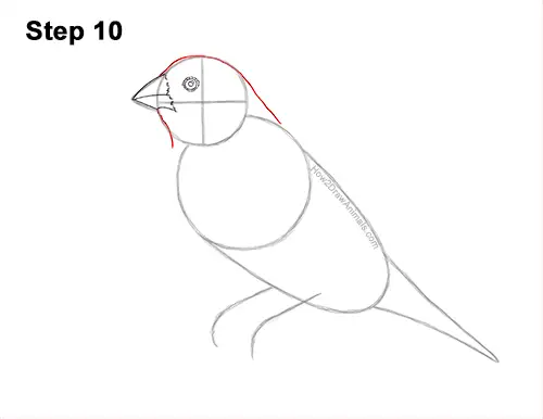 How to Draw a Lady Gouldian Rainbow Finch Bird 10